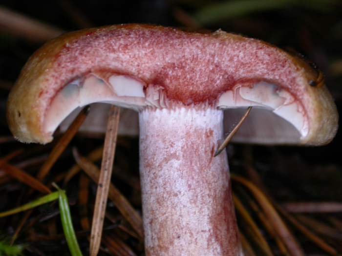 mushroom photo